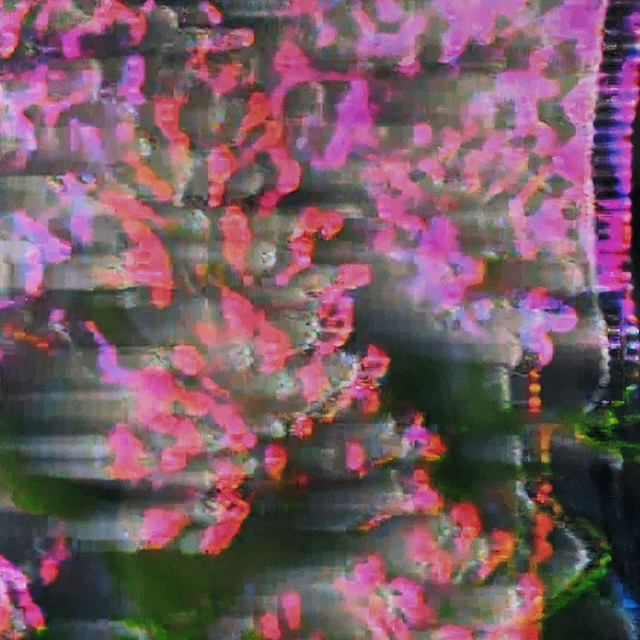 A still video photograph of rhododendron flowers stuck in the door handle of a Range Rover processed using analog video glitch devices